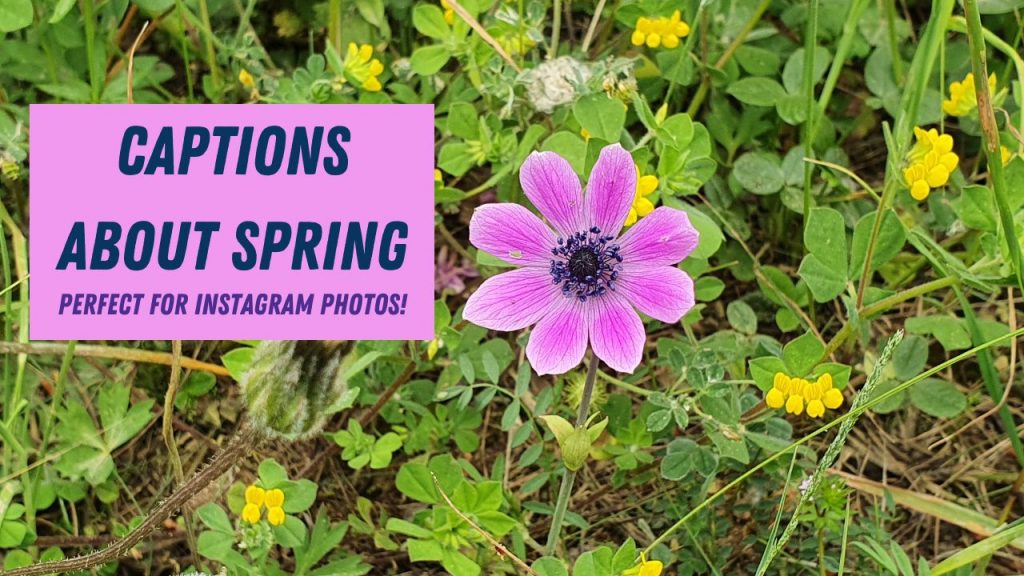 100+ Best Spring Instagram Captions - Se 'bloeije' goed!