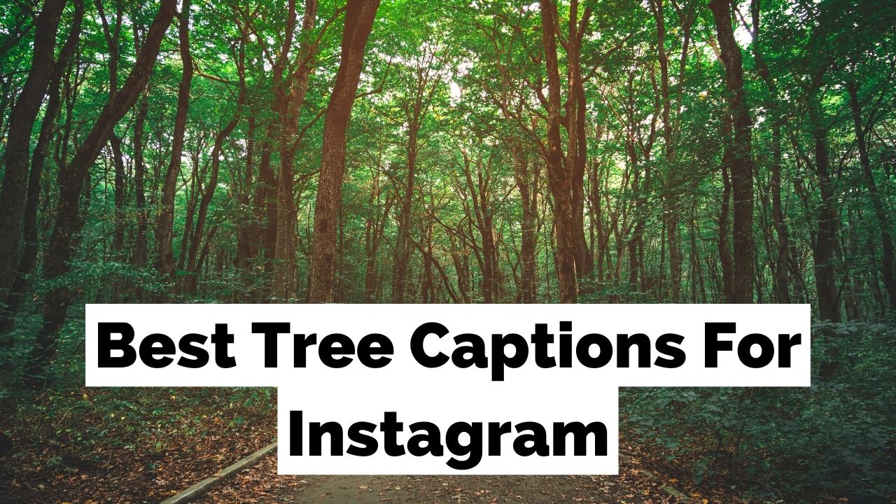 Más de 300 pies de foto para Instagram de árboles perfectos para tus fotos del bosque