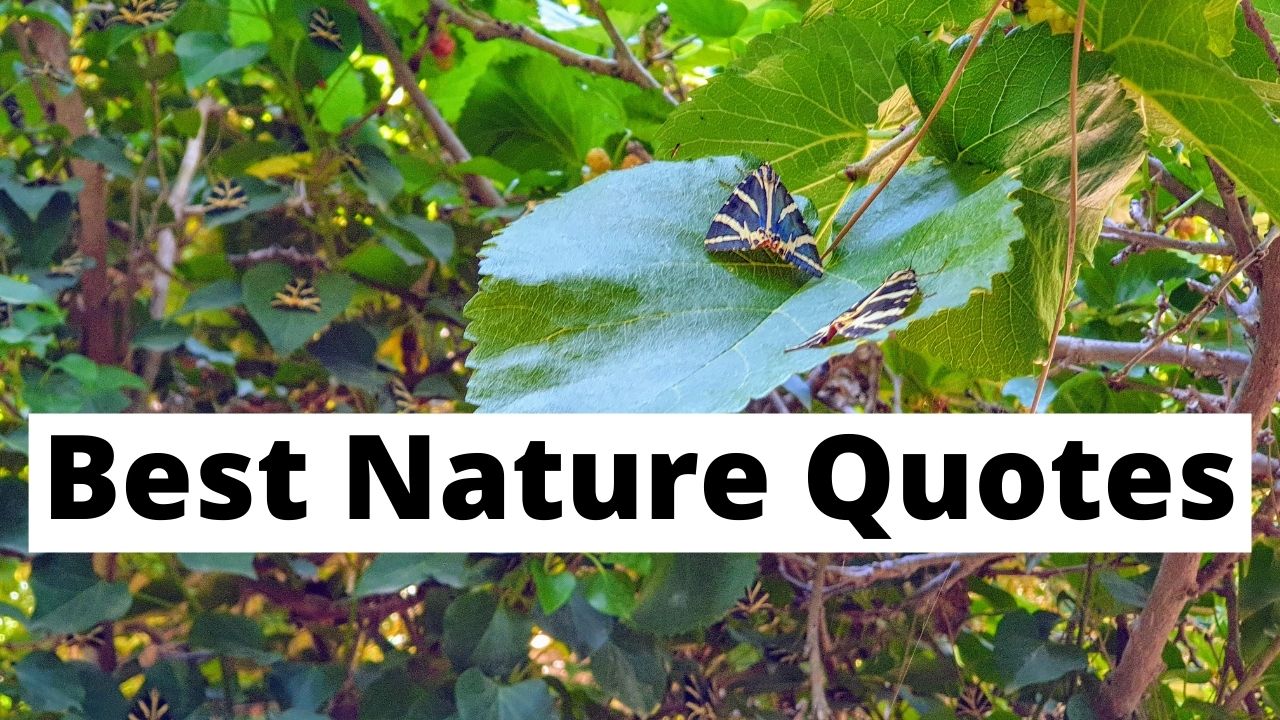 Najbolji citati o prirodi na engleskom za proslavu ljepote prirode